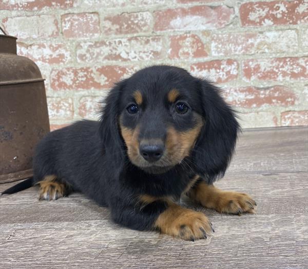 Dachshund-DOG-Male-Black / Tan-5325-Petland Robinson, Pittsburgh, PA