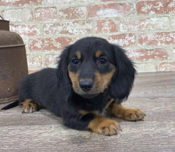 Dachshund DOG Male Black / Tan 5325 Petland Robinson, PA