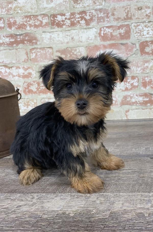 Silky Terrier DOG Female Black / Tan 5326 Petland Robinson, PA