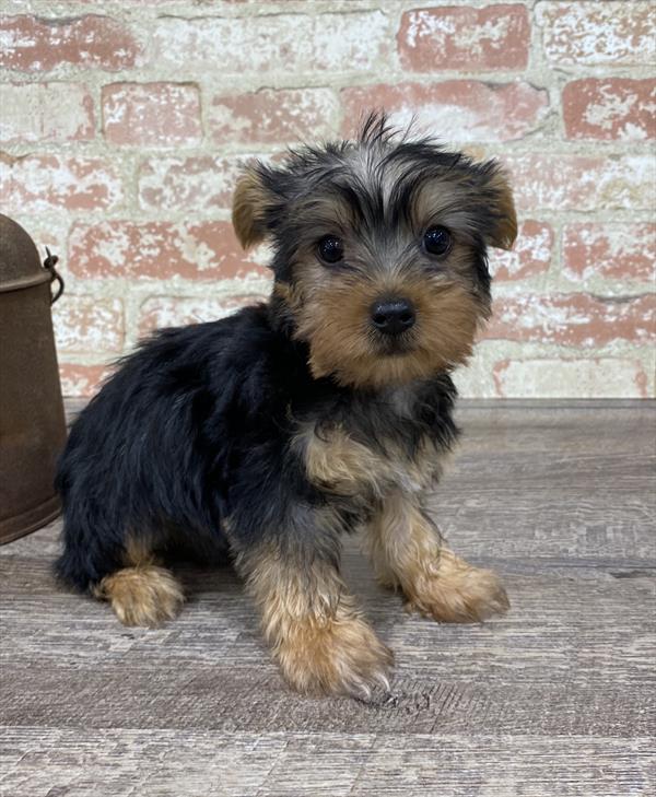 Silky Terrier-DOG-Female-Black / Tan-5327-Petland Robinson, PA