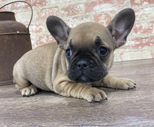 French Bulldog-DOG-Female-Fawn-5328-Petland Robinson, Pittsburgh, PA