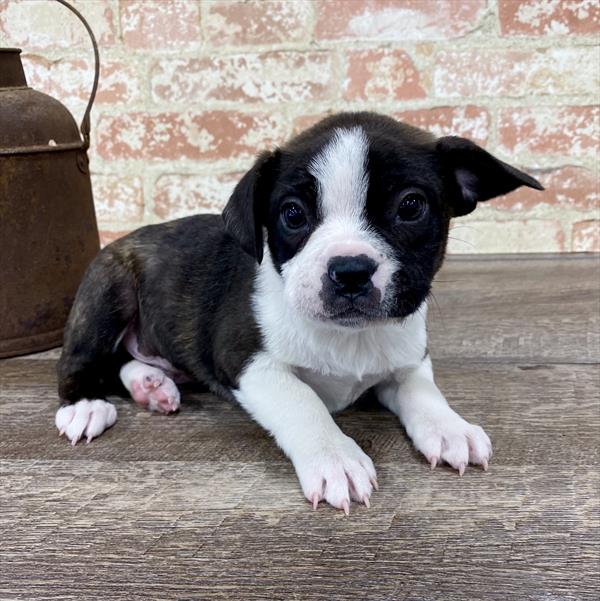 Boston Terrier-DOG-Male-Brindle / White-5329-Petland Robinson, Pittsburgh, PA