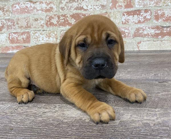 Sharpeagle DOG Male Red 5330 Petland Robinson, PA