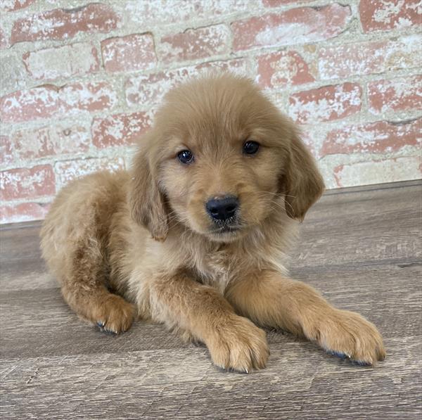 Golden Retriever-DOG-Male-Golden-5331-Petland Robinson, Pittsburgh, PA