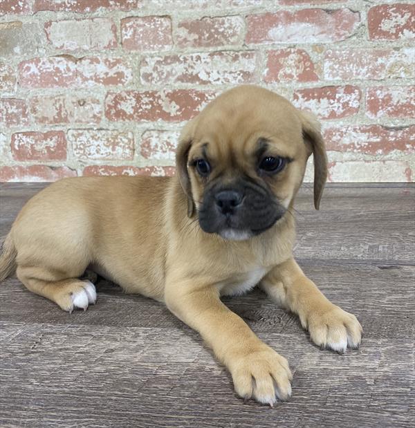 Puggle-DOG-Female-Fawn-5332-Petland Robinson, Pittsburgh, PA
