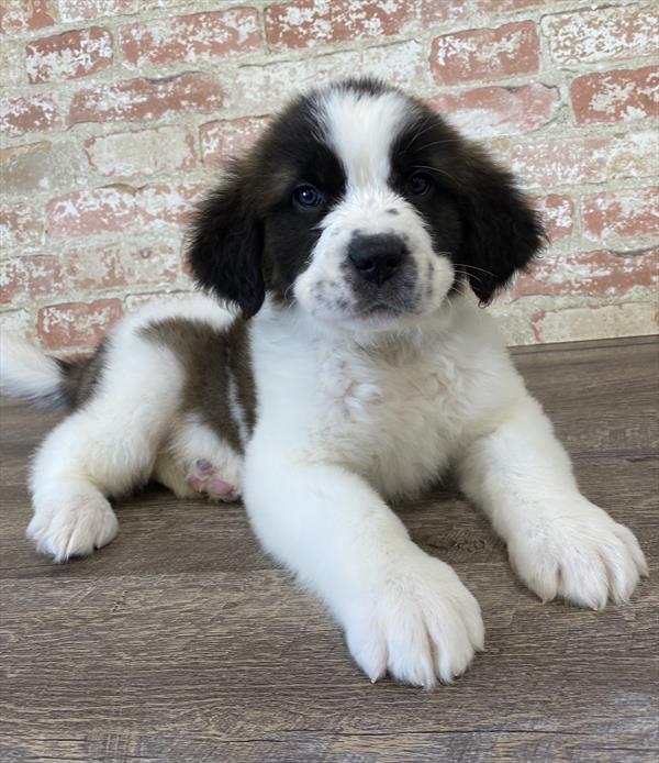 Saint Bernard DOG Male Brown / White 5333 Petland Robinson, PA