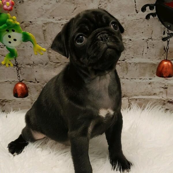 Pug DOG Male Black 5337 Petland Robinson, PA