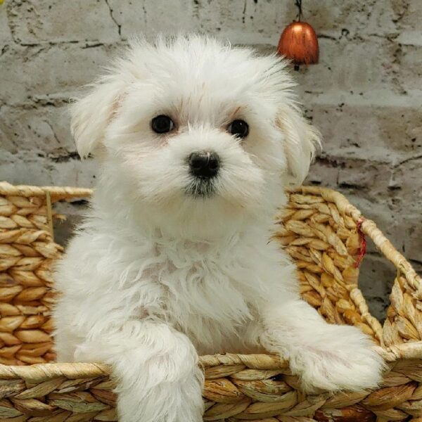 Maltese-DOG-Female-White-5336-Petland Robinson, Pittsburgh, PA