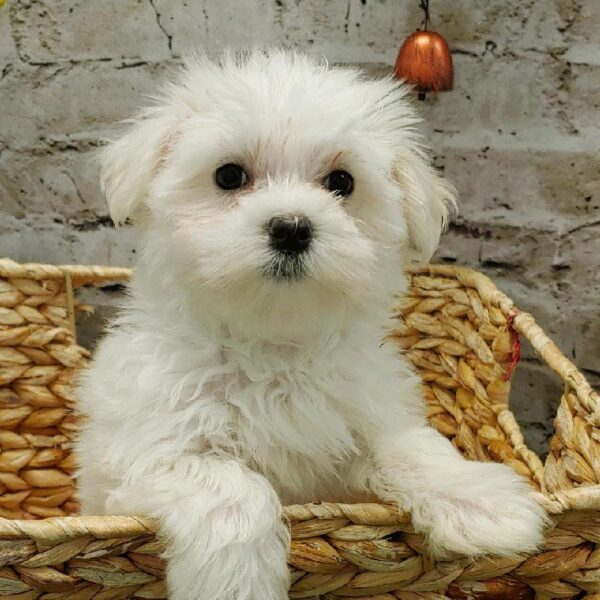 Maltese DOG Female White 5336 Petland Robinson, PA