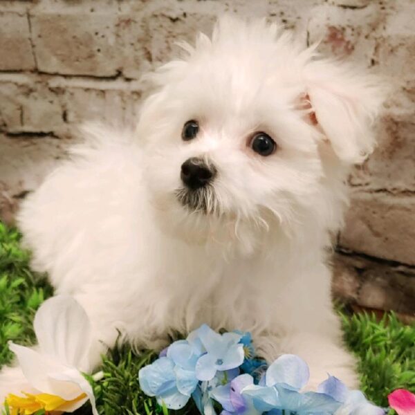Maltese-DOG-Male-White-5335-Petland Robinson, Pittsburgh, PA