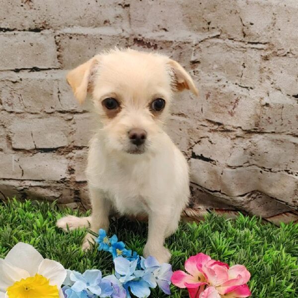 Chihuahua DOG Female Cream 5334 Petland Robinson, PA