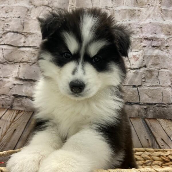 Siberian Husky-DOG-Male-Black / White-5358-Petland Robinson, Pittsburgh, PA