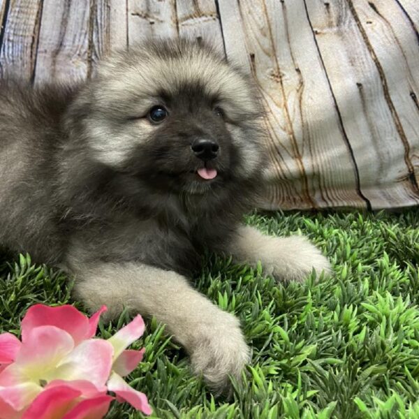 Keeshond DOG Female Black / Silver 5373 Petland Robinson, PA