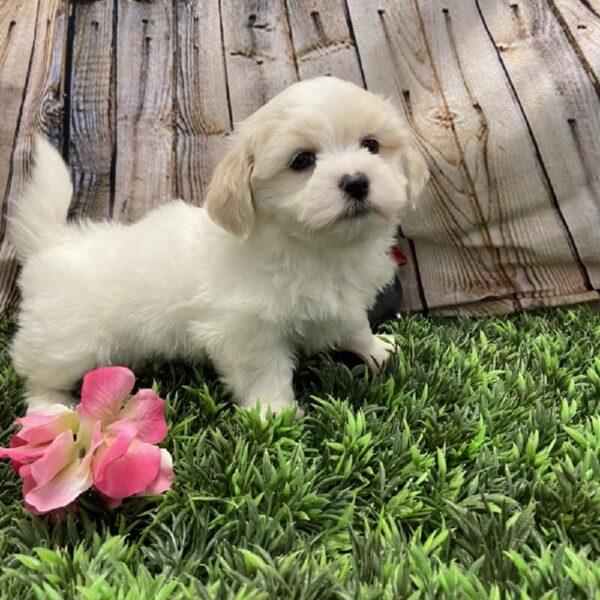 Malshi-DOG-Female-White-5376-Petland Robinson, PA