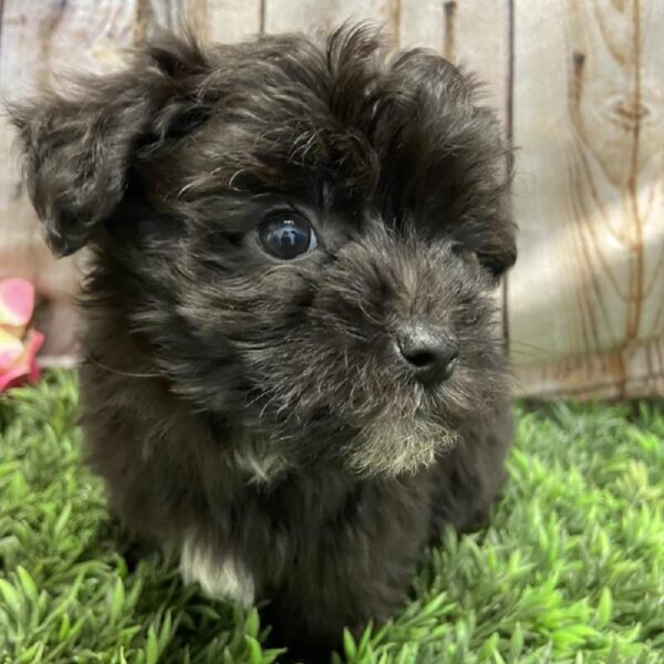 Yorkie-Poo DOG Male Black 5357 Petland Robinson, PA