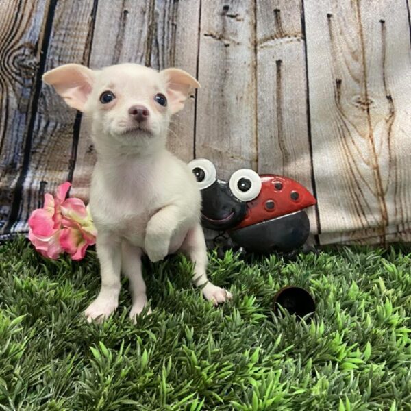 Chihuahua-DOG-Female-White-5370-Petland Robinson, Pittsburgh, PA