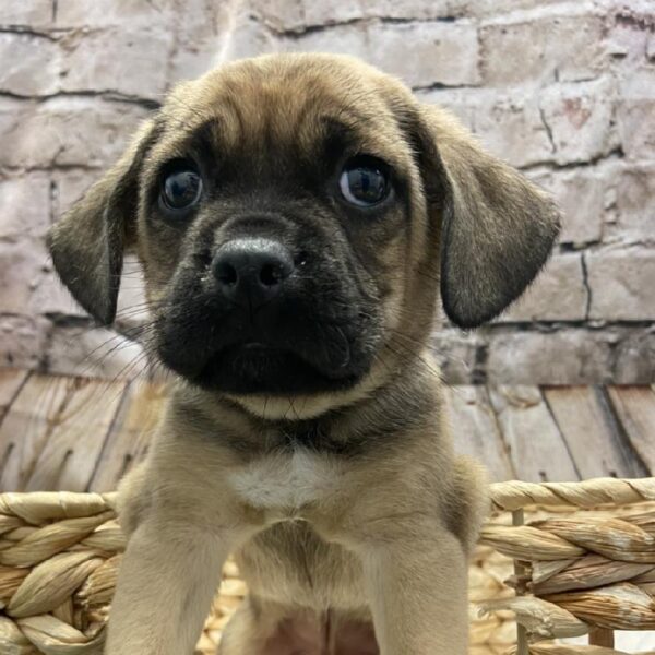 Puggle-DOG-Male-Tan-5361-Petland Robinson, Pittsburgh, PA