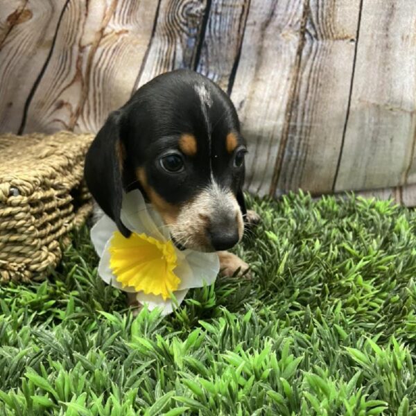 Dachshund DOG Male Black / Tan 5365 Petland Robinson, PA