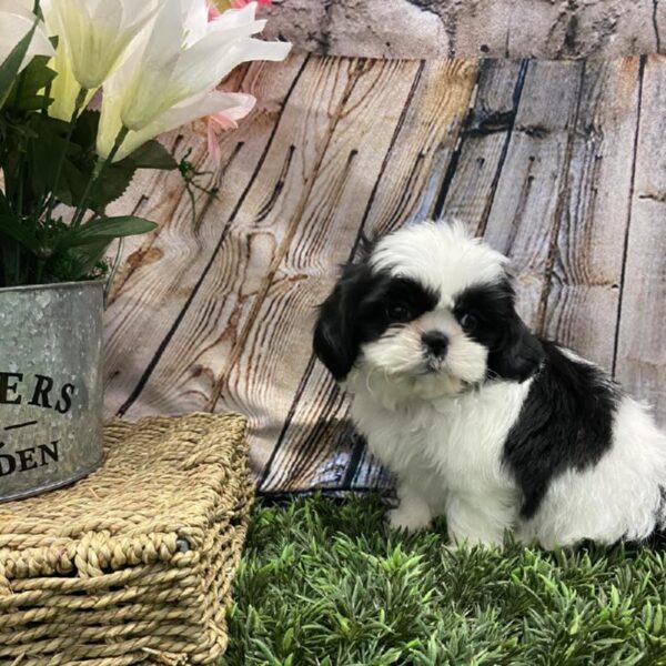 Shih Tzu-DOG-Male-Black / White-5371-Petland Robinson, Pittsburgh, PA