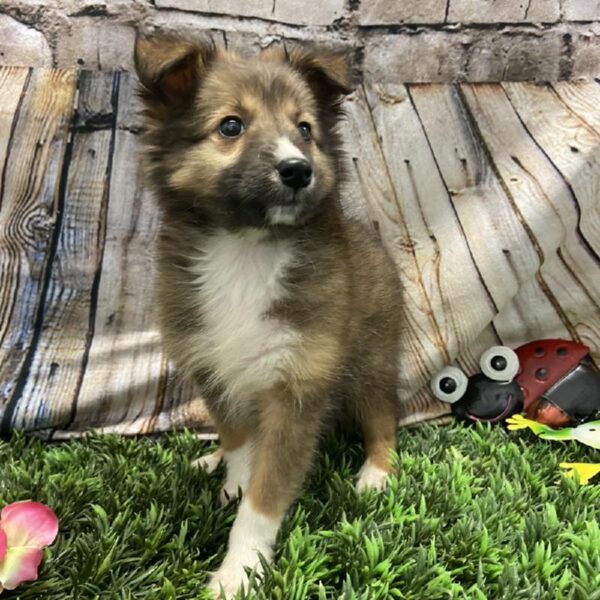 Sheltie DOG Female Sable / White 5366 Petland Robinson, PA