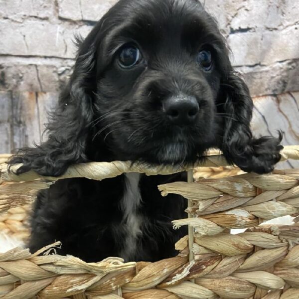 Cocker Spaniel DOG Female Black 5360 Petland Robinson, PA