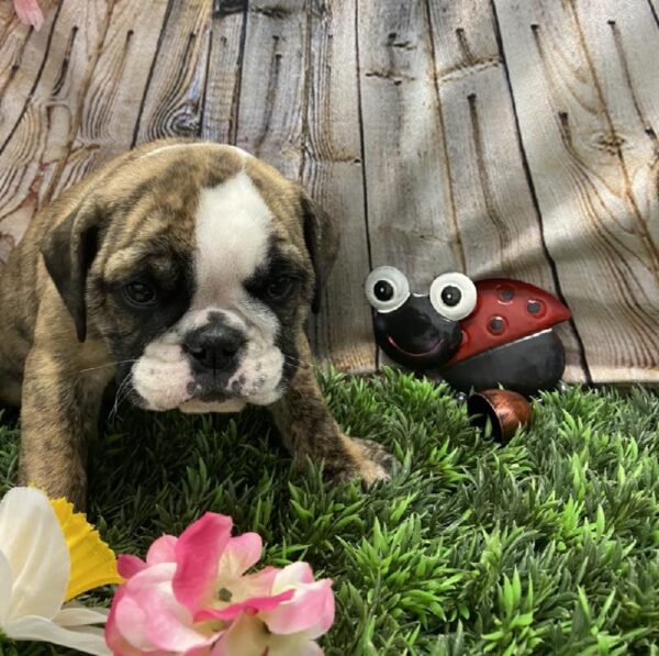 English Bulldog-DOG-Female-Fawn Brindle-5364-Petland Robinson, Pittsburgh, PA