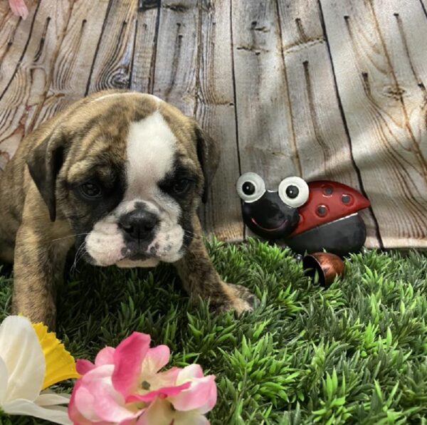 English Bulldog-DOG-Female-Fawn Brindle-5364-Petland Robinson, PA