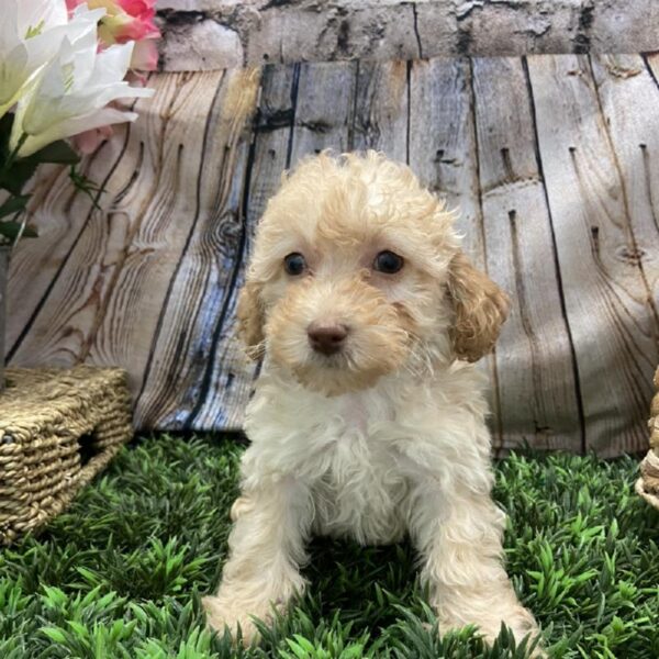 Poodle DOG Male Apricot 5363 Petland Robinson, PA