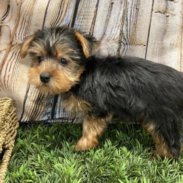 Yorkie DOG Female Black / Tan 5369 Petland Robinson, PA