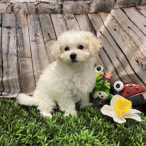 Bichon-DOG-Female-White-5368-Petland Robinson, Pittsburgh, PA