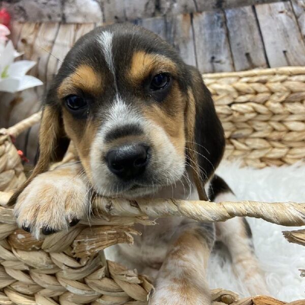 Beagle-DOG-Male-Black White / Tan-5362-Petland Robinson, Pittsburgh, PA