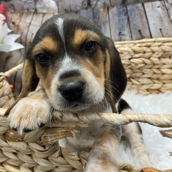 Beagle DOG Male Black White / Tan 5362 Petland Robinson, PA