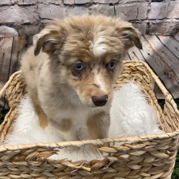 Miniature Australian Shepherd-DOG-Female--5374-Petland Robinson, Pittsburgh, PA