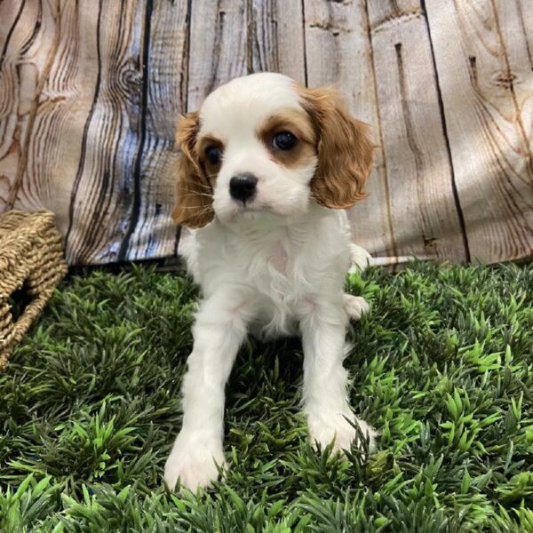 Cavalier King Charles Spaniel DOG Female Blenheim 5367 Petland Robinson, PA