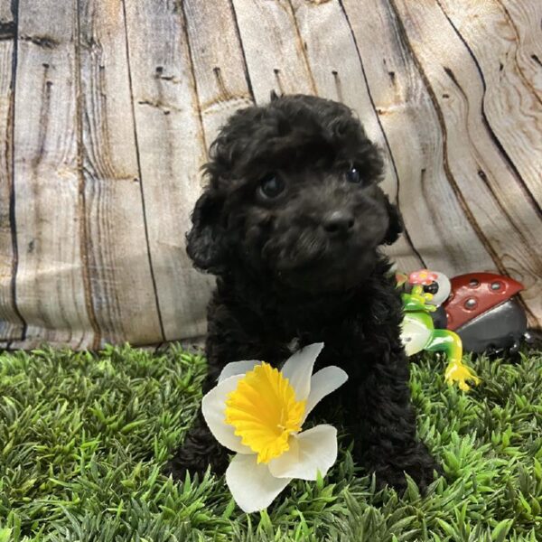 Cockapoo-DOG-Female-Black-5372-Petland Robinson, Pittsburgh, PA