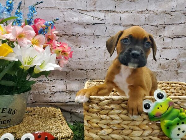 Boxer DOG Male Fawn 5375 Petland Robinson, PA