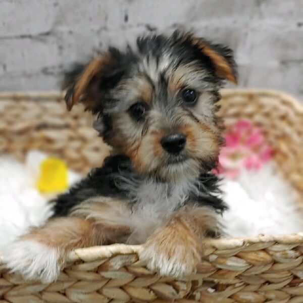 Yorkie DOG Male Black and Tan 5381 Petland Robinson, PA