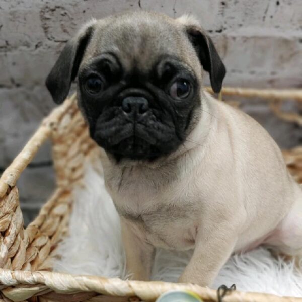 Pug-DOG-Female-Fawn-5380-Petland Robinson, Pittsburgh, PA