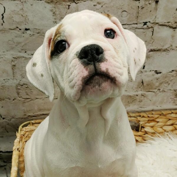 Old English Bulldog DOG Female Red Brindle and White 5379 Petland Robinson, PA