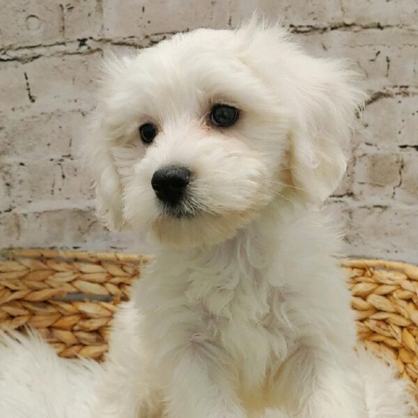 Coton De Tulear DOG Female White 5378 Petland Robinson, PA