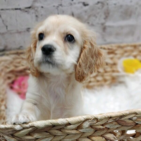 Cockalier DOG Male Buff 5377 Petland Robinson, PA