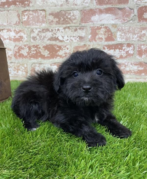 Morkie-DOG-Male-Black-5399-Petland Robinson, PA