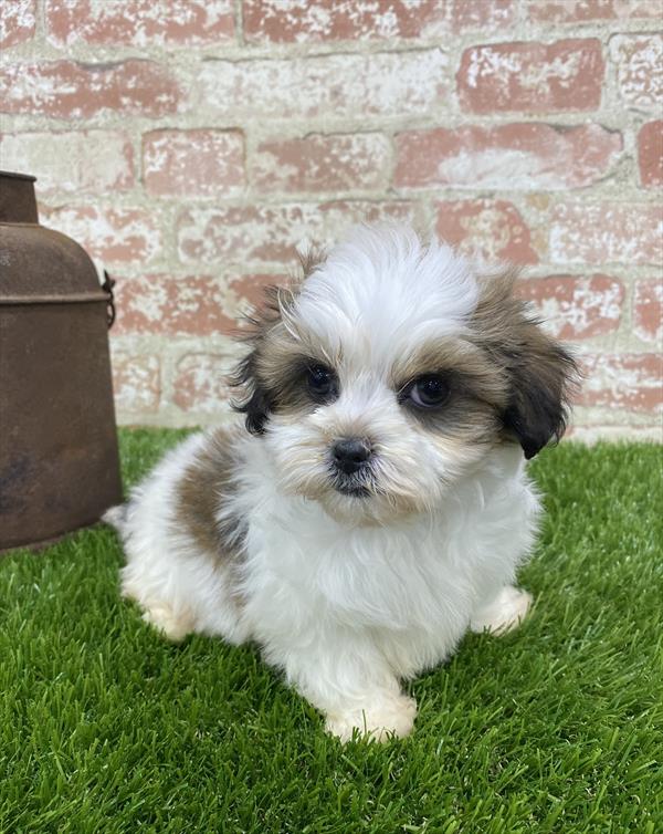 ShizaPoo-DOG-Male-Gold / White-5400-Petland Robinson, PA