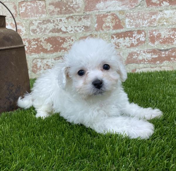 Bichon DOG Male White 5401 Petland Robinson, PA