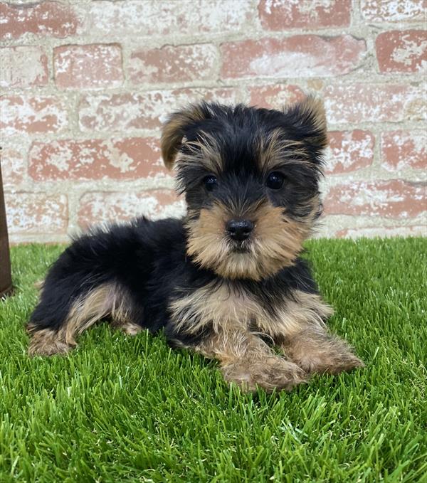 Yorkie DOG Male Black / Tan 5402 Petland Robinson, PA