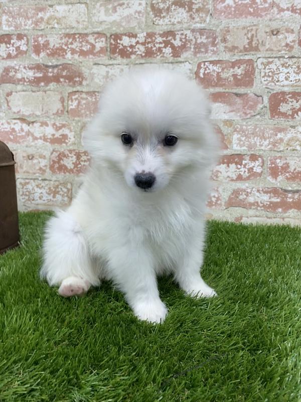 American Eskimo DOG Female White 5403 Petland Robinson, PA