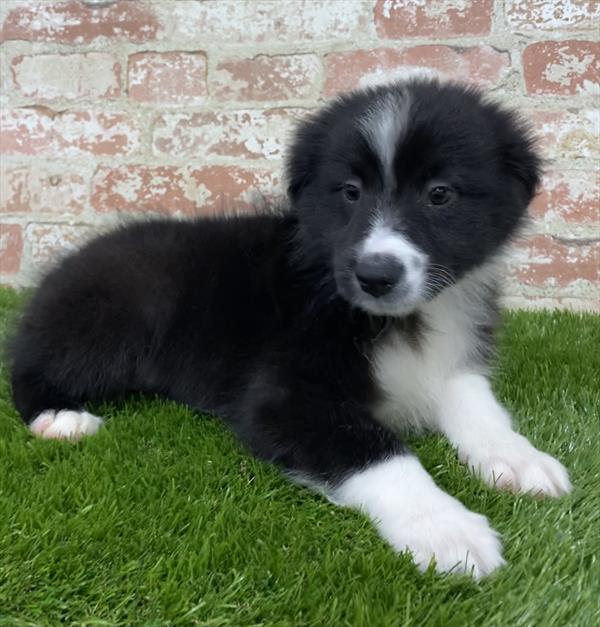 Australian Shepherd-DOG-Male-Black / White-5404-Petland Robinson, Pittsburgh, PA