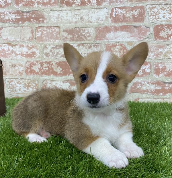 Pembroke Welsh Corgi-DOG-Female-Sable / White-5405-Petland Robinson, Pittsburgh, PA