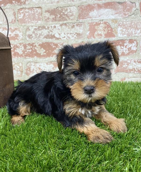 Yorkie DOG Female Black / Tan 5406 Petland Robinson, PA