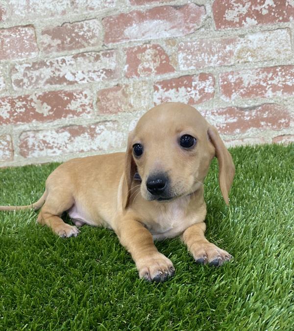 Dachshund DOG Male Red 5407 Petland Robinson, PA